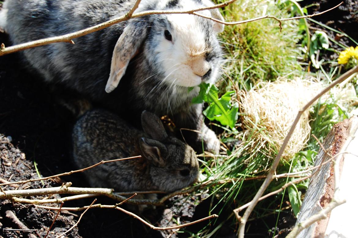 Kanin Papaya "Aia" billede 1