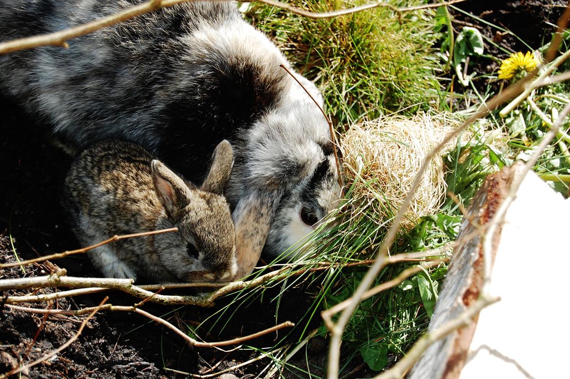 Kanin Papaya "Aia" billede 5