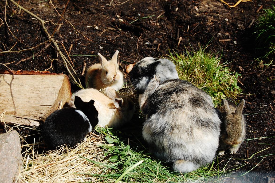 Kanin Papaya "Aia" billede 11