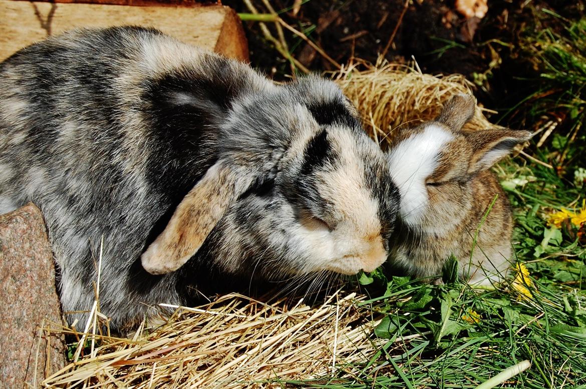 Kanin Papaya "Aia" billede 9
