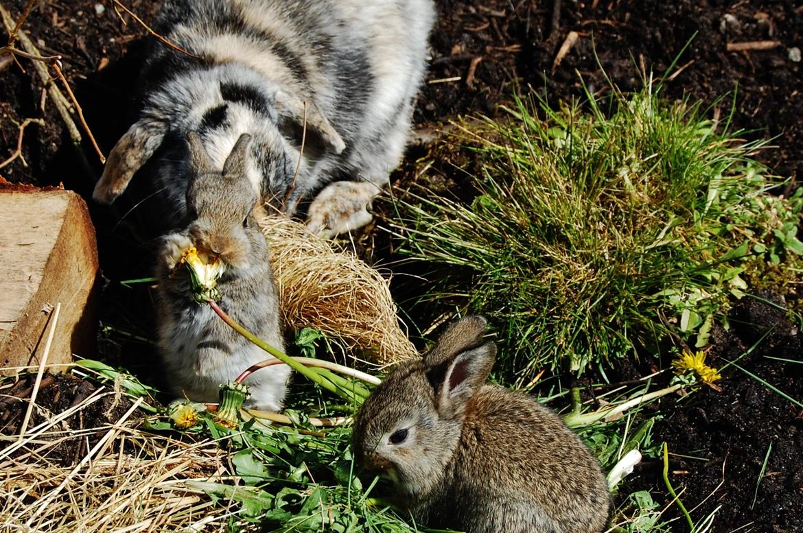 Kanin Papaya "Aia" billede 7