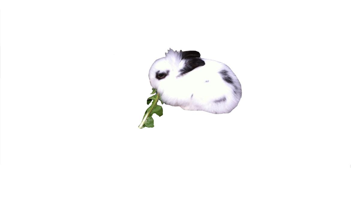 Kanin Plet R.I.P min lille plettimus <3 - Edit på gimp 2 (-: billede 30