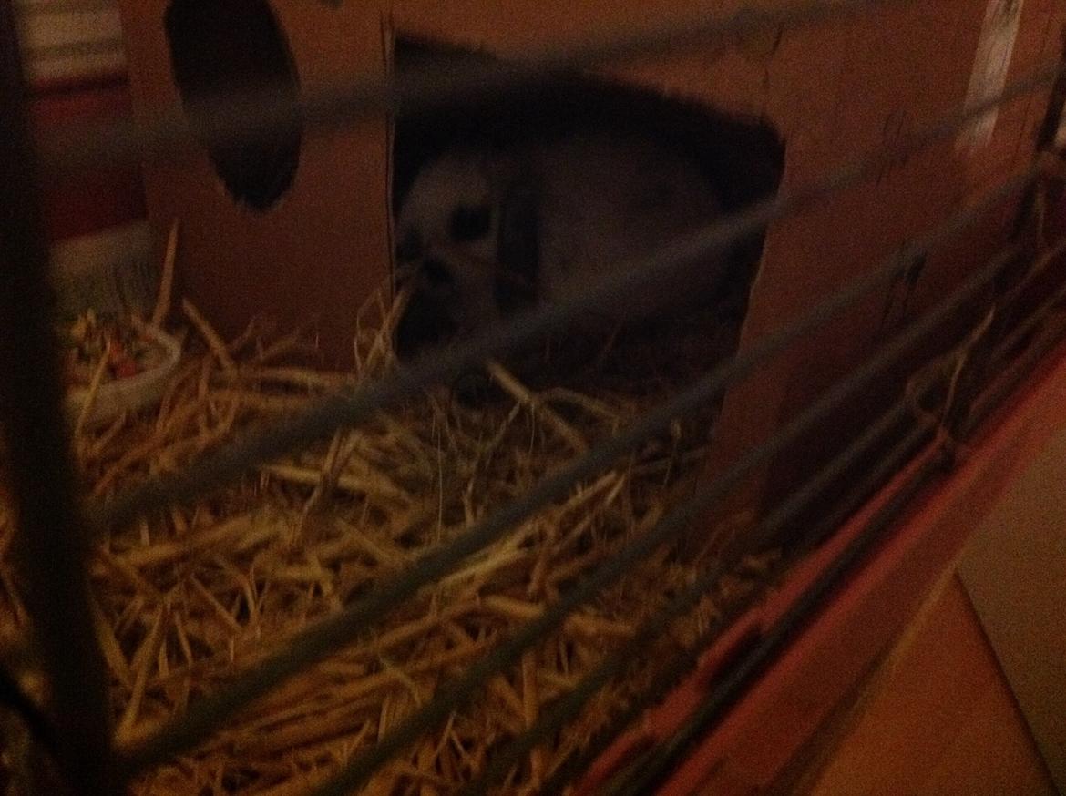 Kanin Sofus R.I.P! Sov sødt <3 :( billede 2
