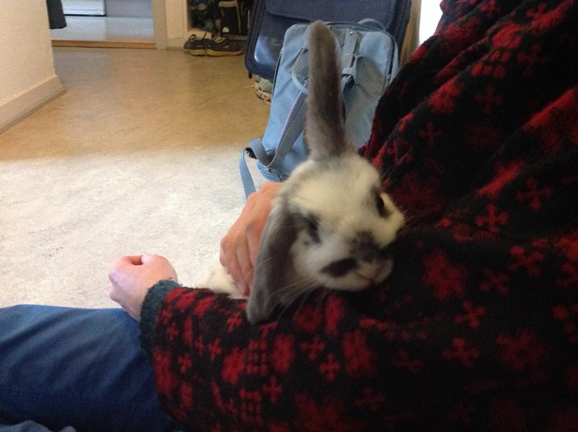 Kanin Sofus R.I.P! Sov sødt <3 :( billede 1