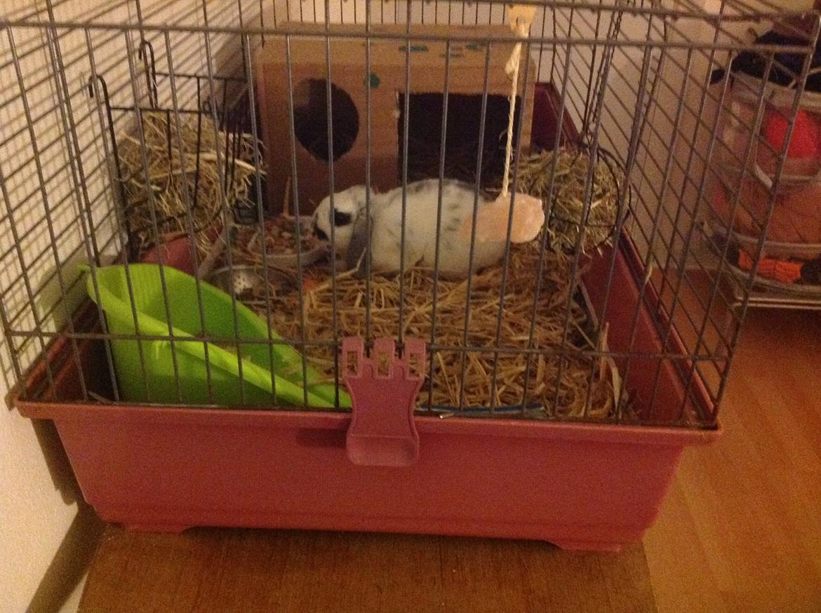 Kanin Sofus R.I.P! Sov sødt <3 :( billede 4