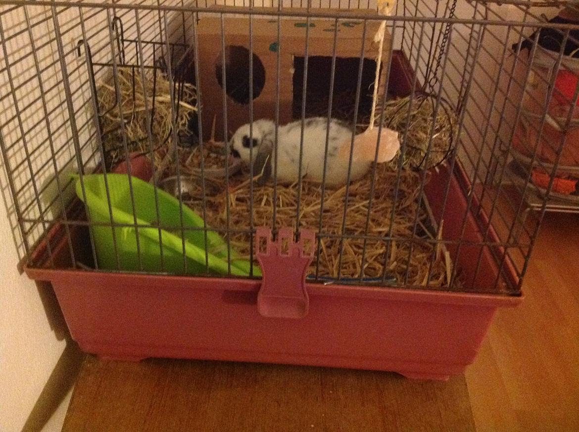 Kanin Sofus R.I.P! Sov sødt <3 :( billede 5