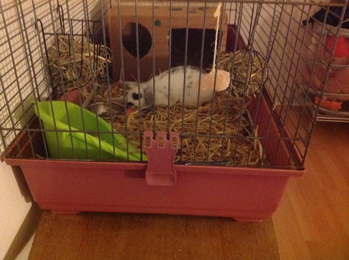 Kanin Sofus R.I.P! Sov sødt <3 :( billede 3