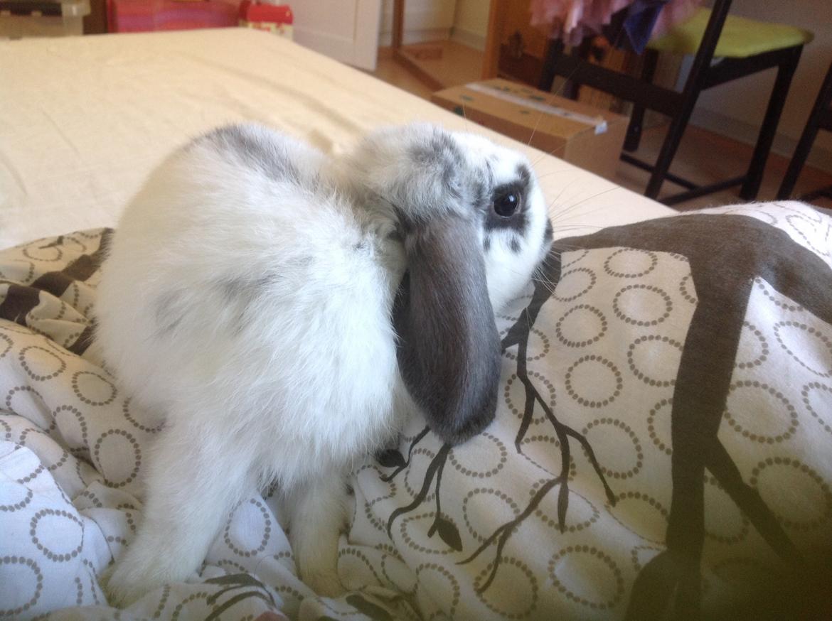 Kanin Sofus R.I.P! Sov sødt <3 :( billede 7