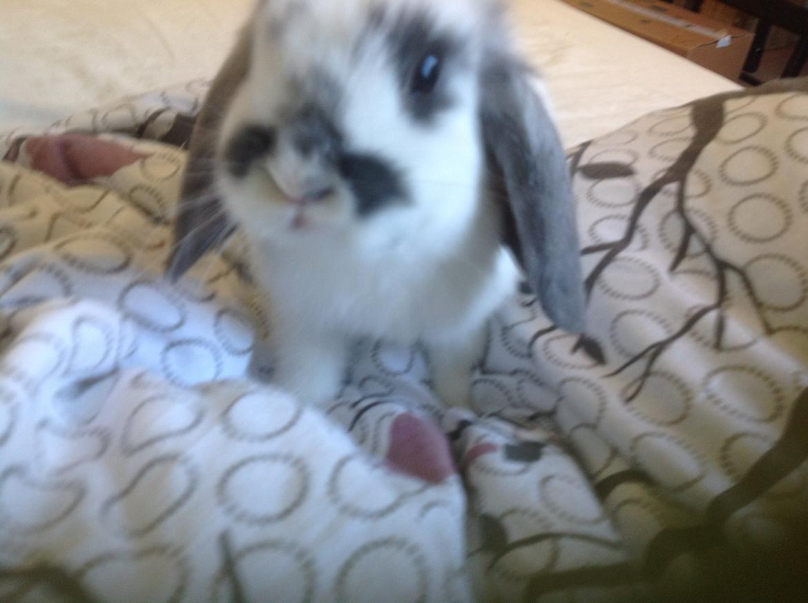 Kanin Sofus R.I.P! Sov sødt <3 :( billede 8