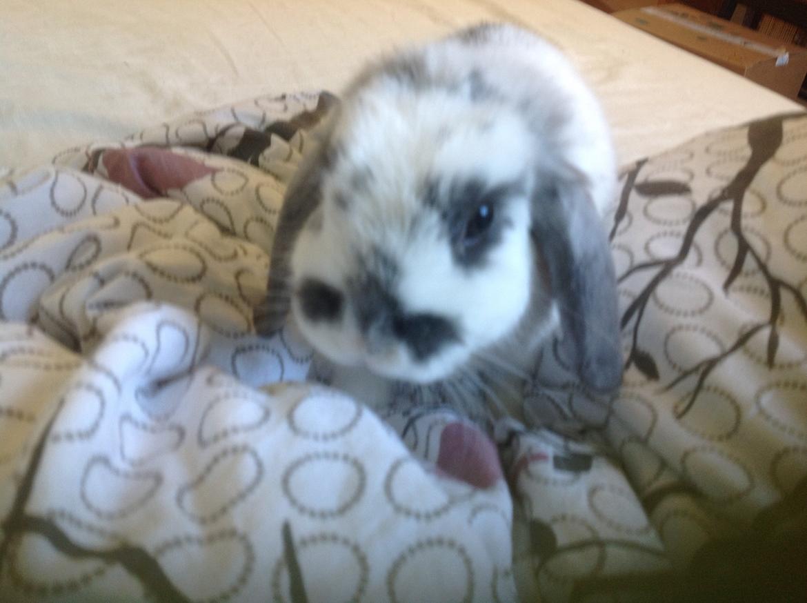 Kanin Sofus R.I.P! Sov sødt <3 :( billede 9