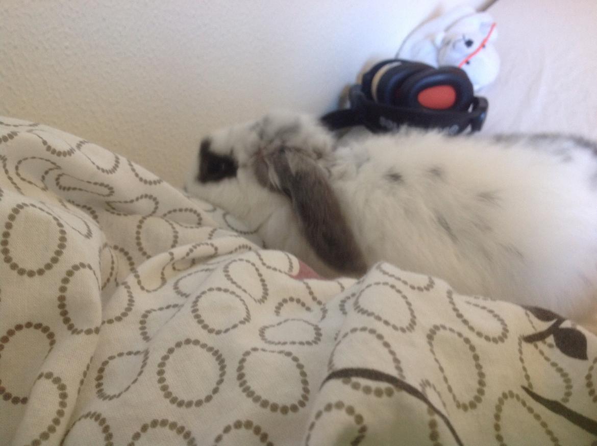 Kanin Sofus R.I.P! Sov sødt <3 :( billede 6