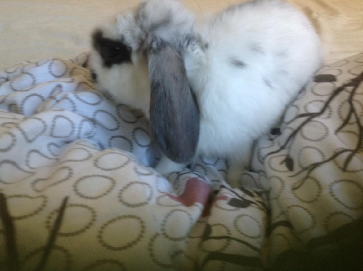 Kanin Sofus R.I.P! Sov sødt <3 :( billede 10