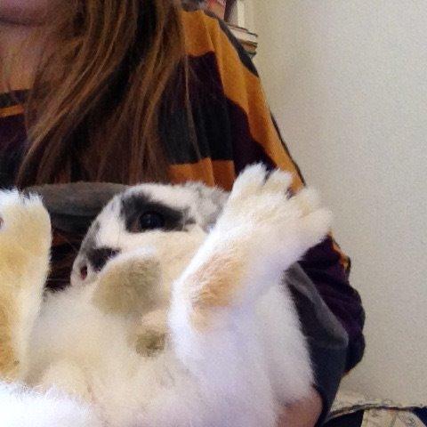 Kanin Sofus R.I.P! Sov sødt <3 :( billede 12