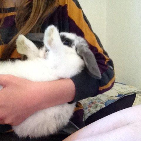 Kanin Sofus R.I.P! Sov sødt <3 :( billede 11