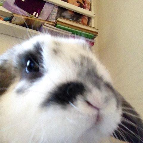 Kanin Sofus R.I.P! Sov sødt <3 :( billede 13