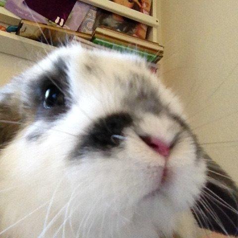 Kanin Sofus R.I.P! Sov sødt <3 :( billede 14