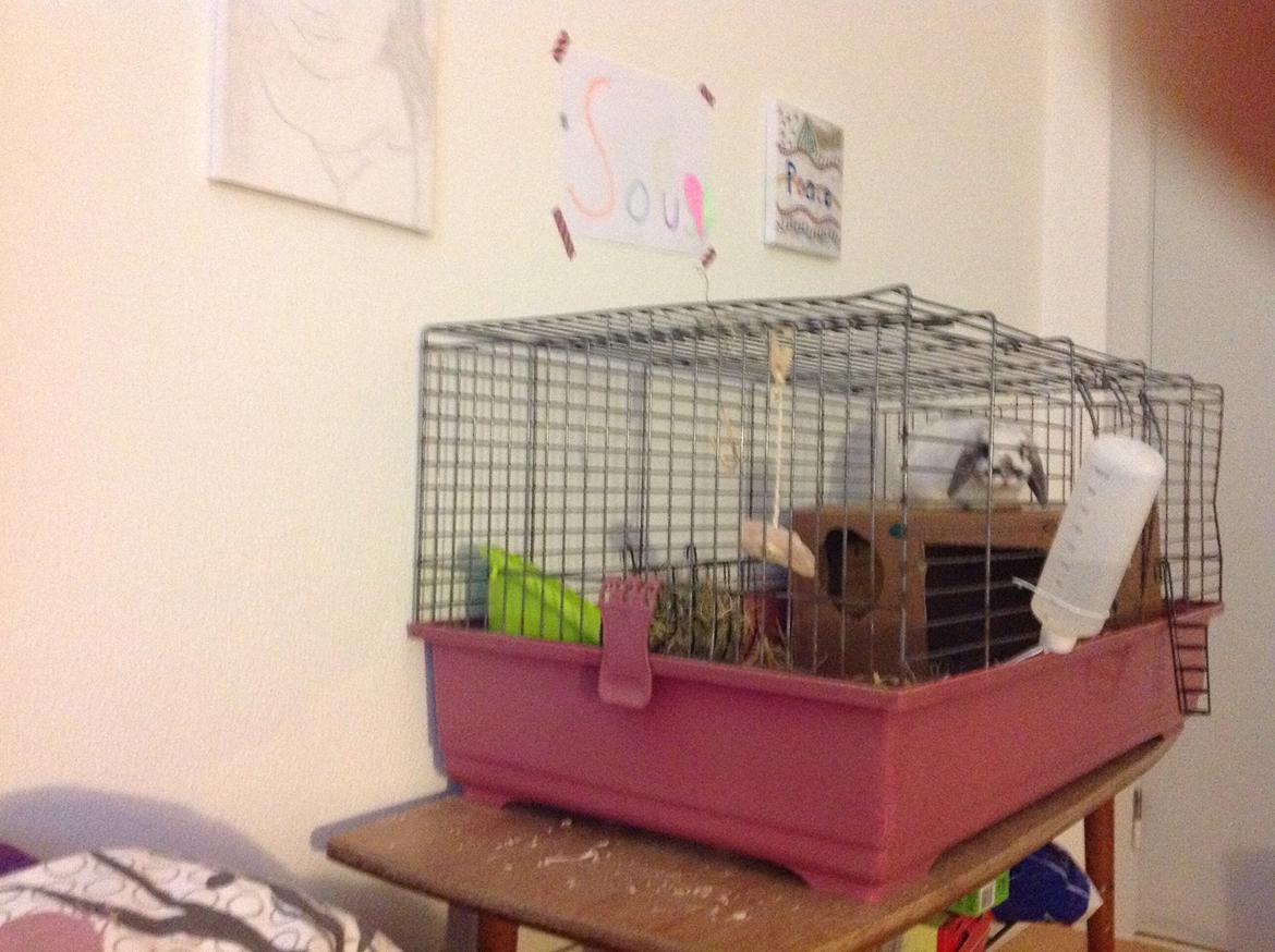 Kanin Sofus R.I.P! Sov sødt <3 :( billede 17