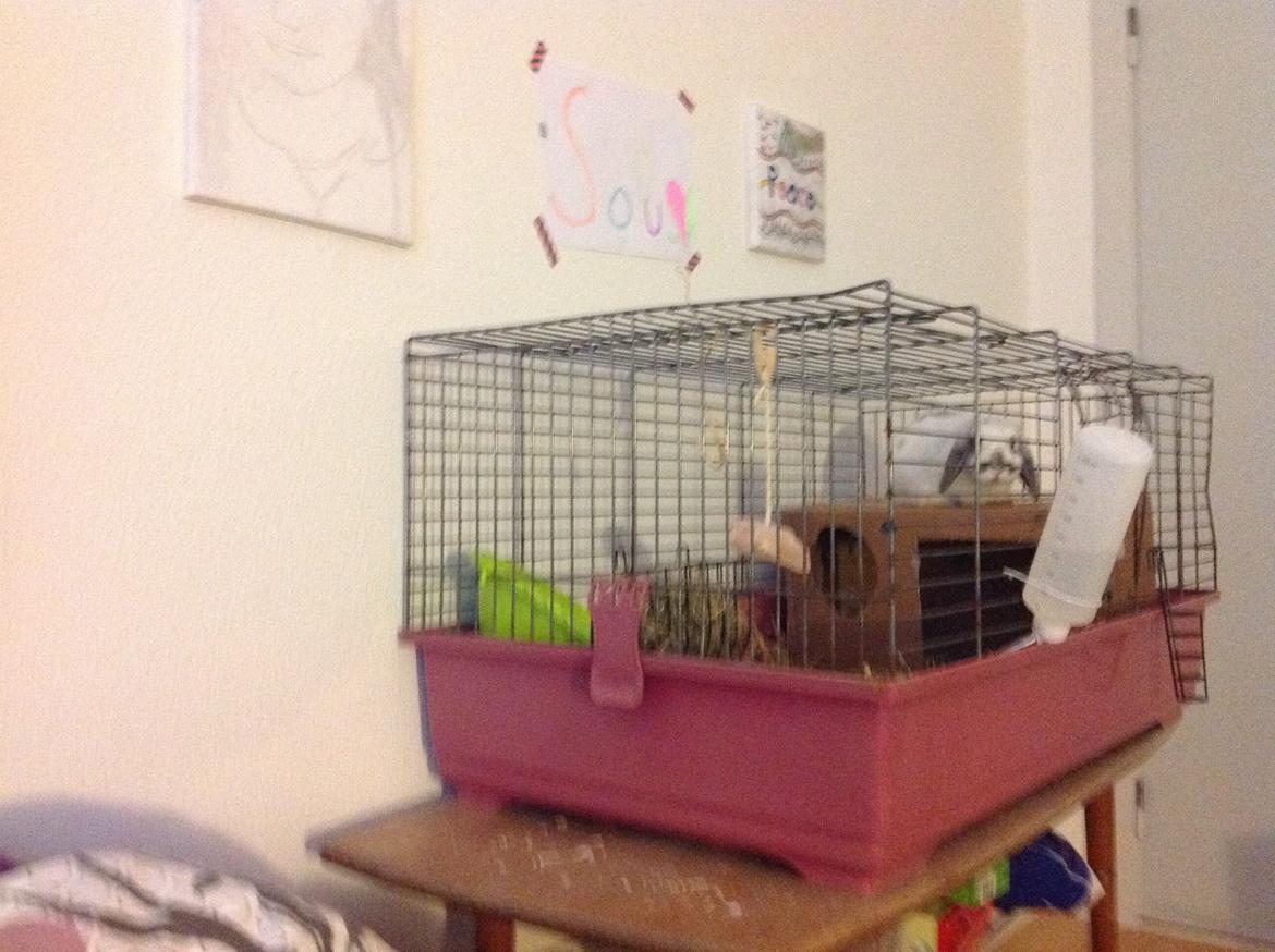 Kanin Sofus R.I.P! Sov sødt <3 :( billede 18