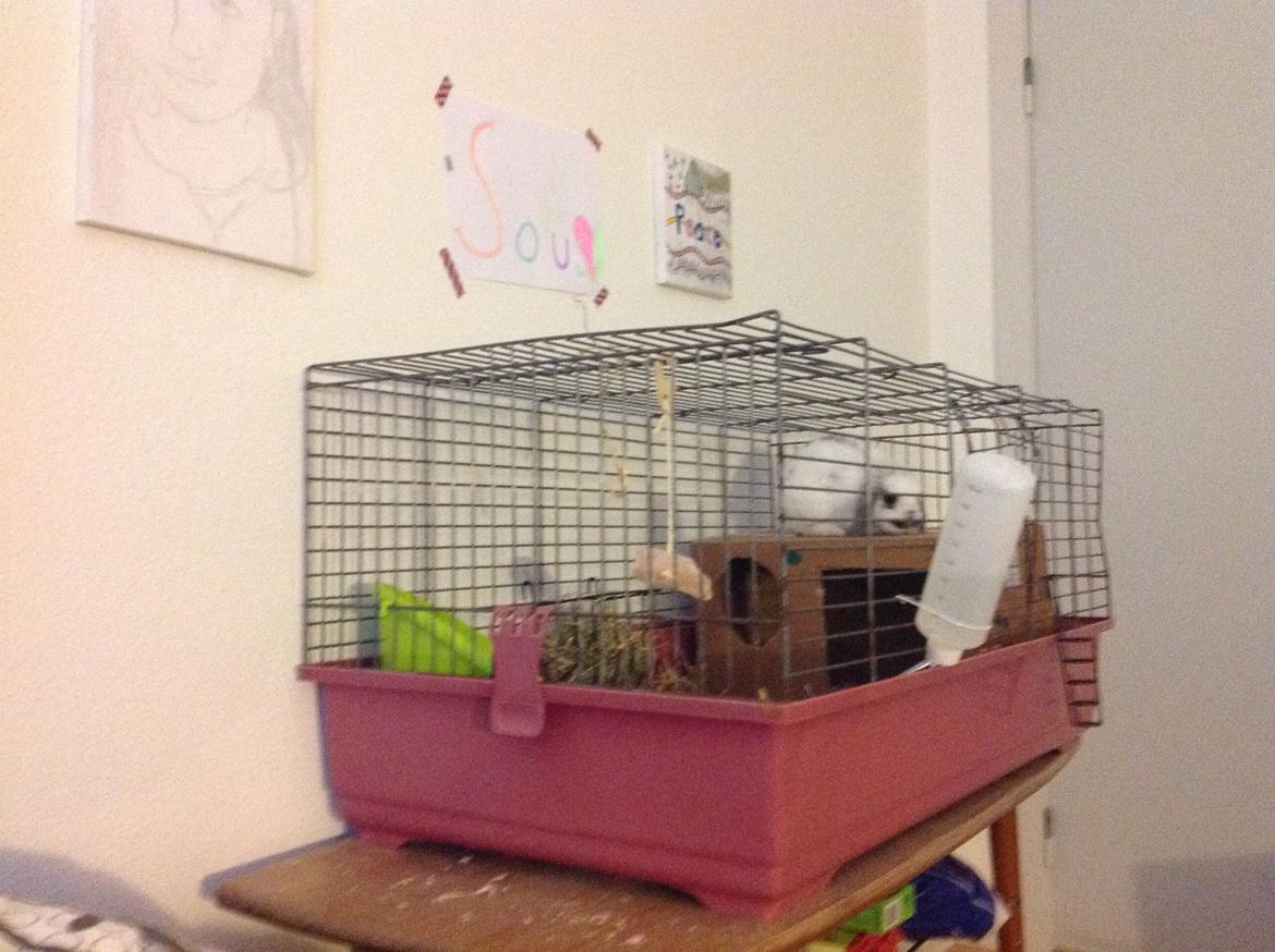 Kanin Sofus R.I.P! Sov sødt <3 :( billede 20