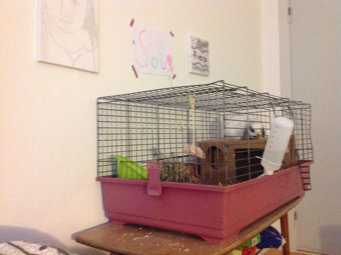 Kanin Sofus R.I.P! Sov sødt <3 :( billede 19