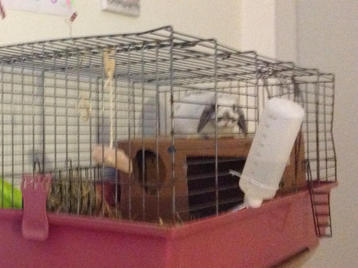 Kanin Sofus R.I.P! Sov sødt <3 :( billede 21