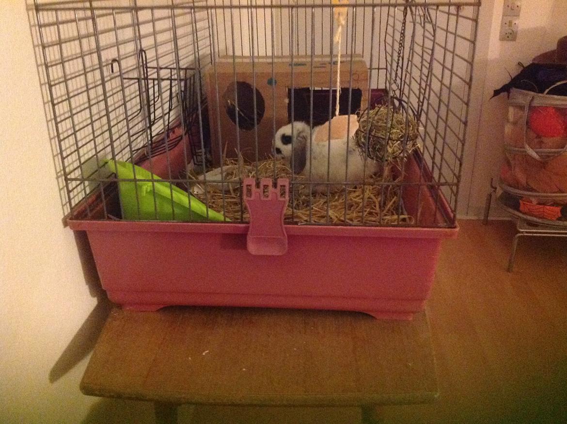 Kanin Sofus R.I.P! Sov sødt <3 :( billede 22