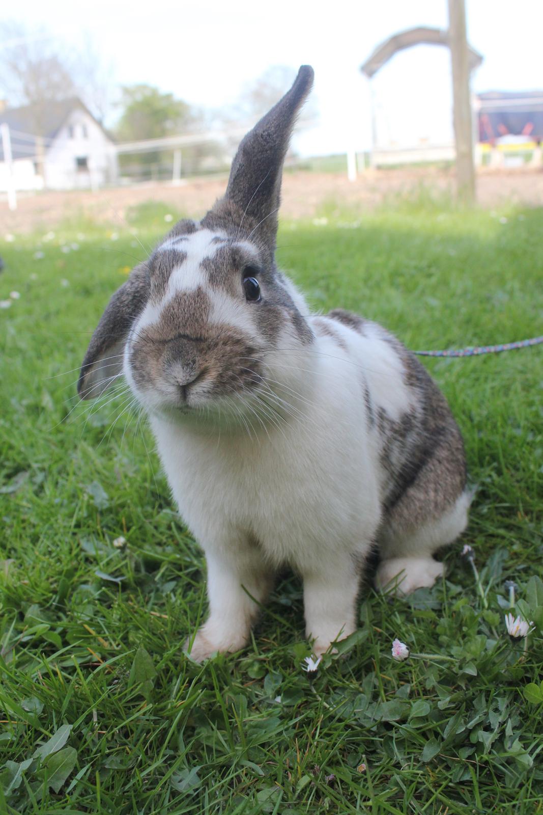 Kanin Solens Triops Biloba billede 13