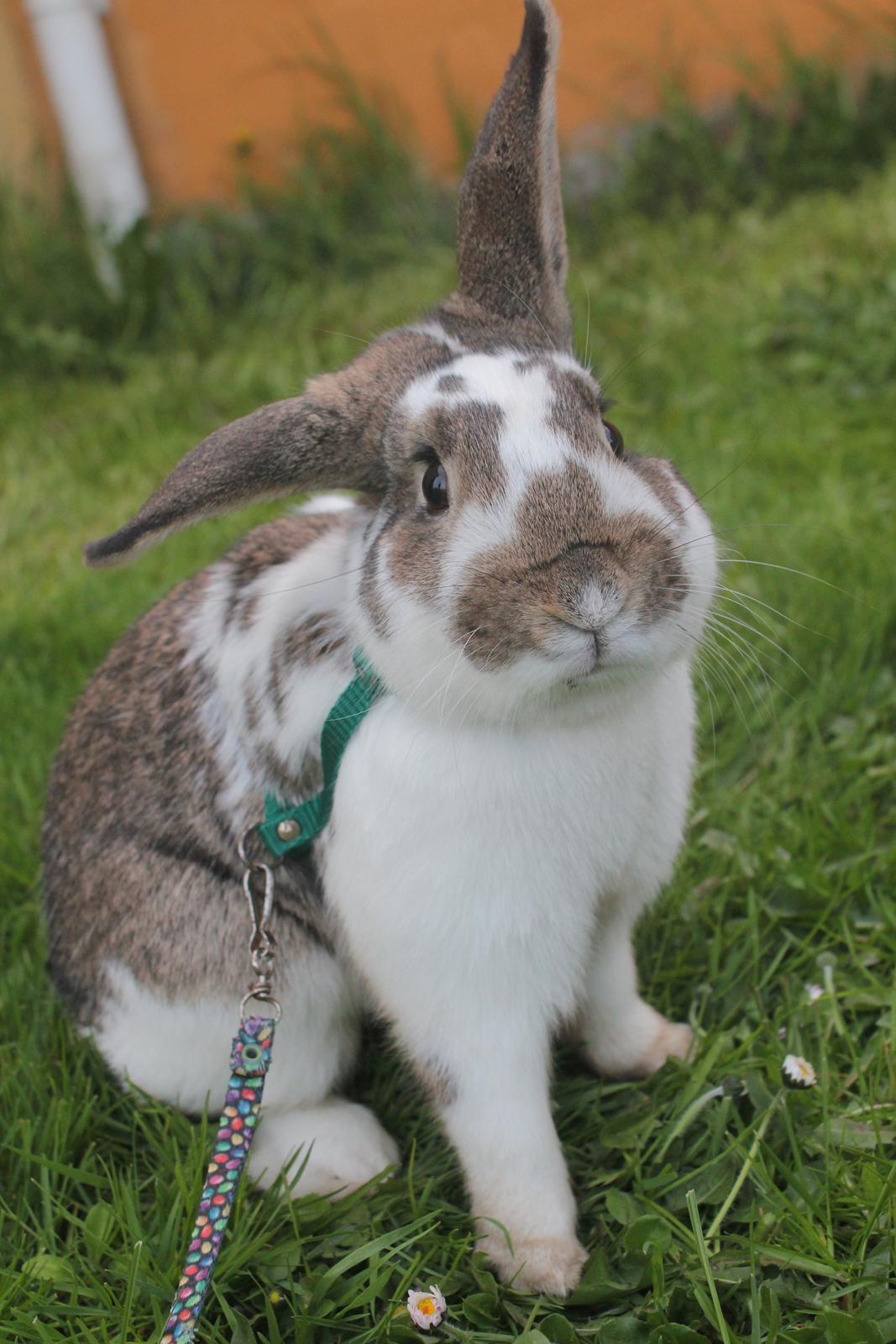 Kanin Solens Triops Biloba billede 14