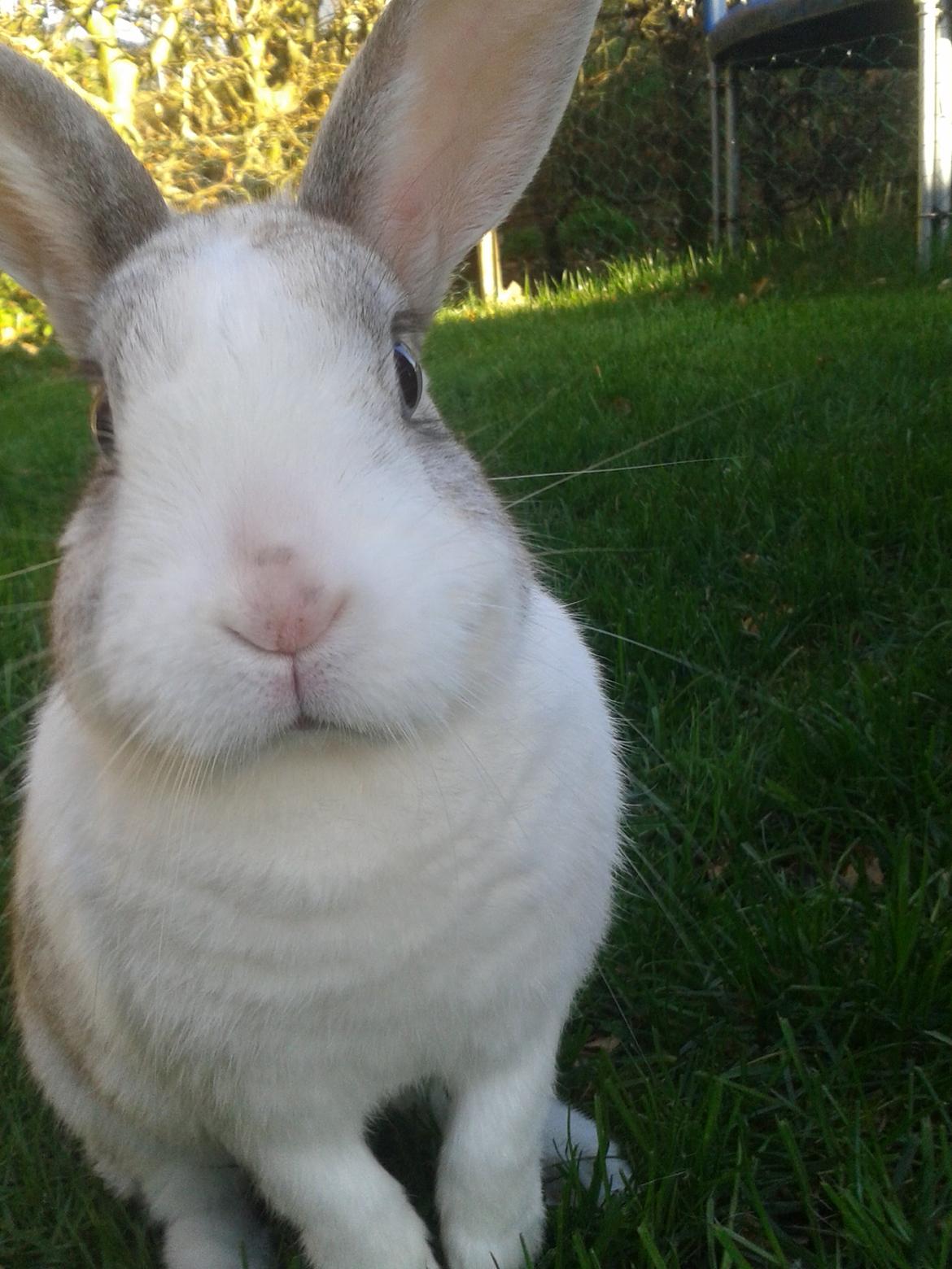 Kanin Snefnug billede 1