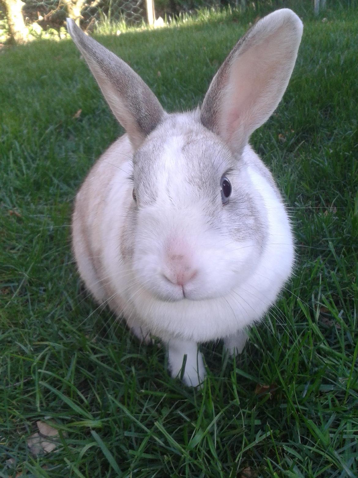 Kanin Snefnug billede 2