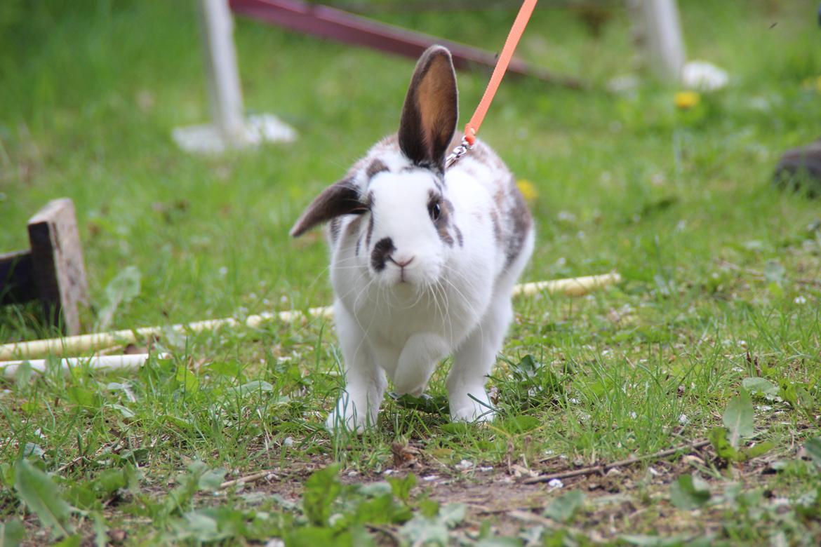 Kanin UniKins Arabica Sarchimor billede 1