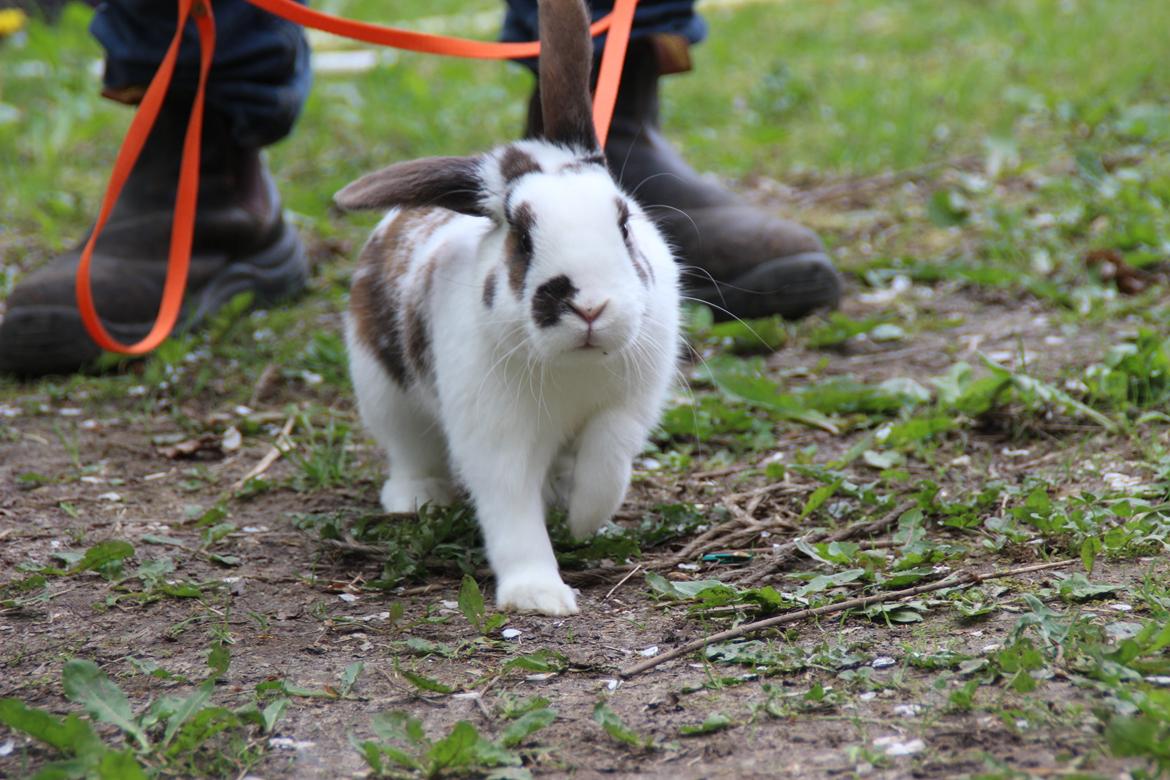 Kanin UniKins Arabica Sarchimor billede 5