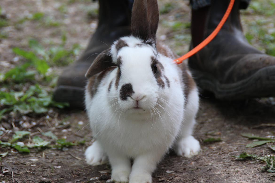 Kanin UniKins Arabica Sarchimor billede 9