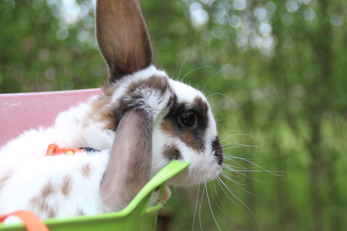 Kanin UniKins Arabica Sarchimor billede 3