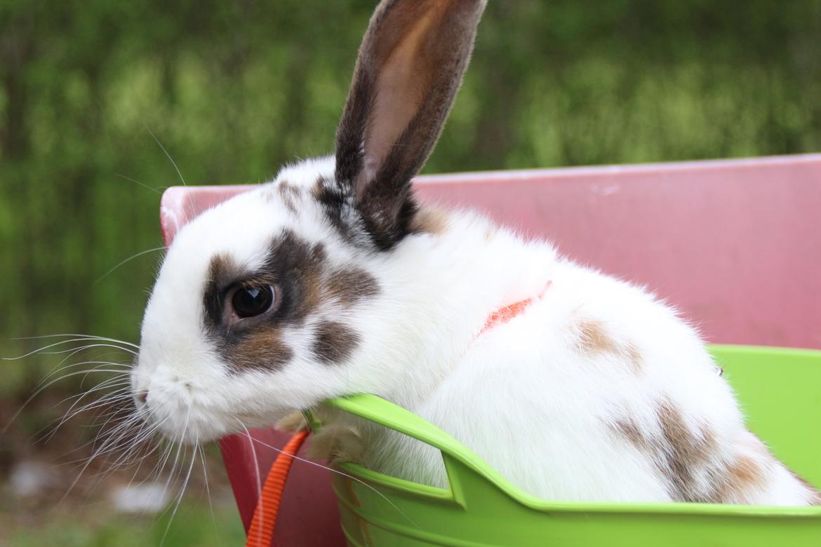 Kanin UniKins Arabica Sarchimor billede 6