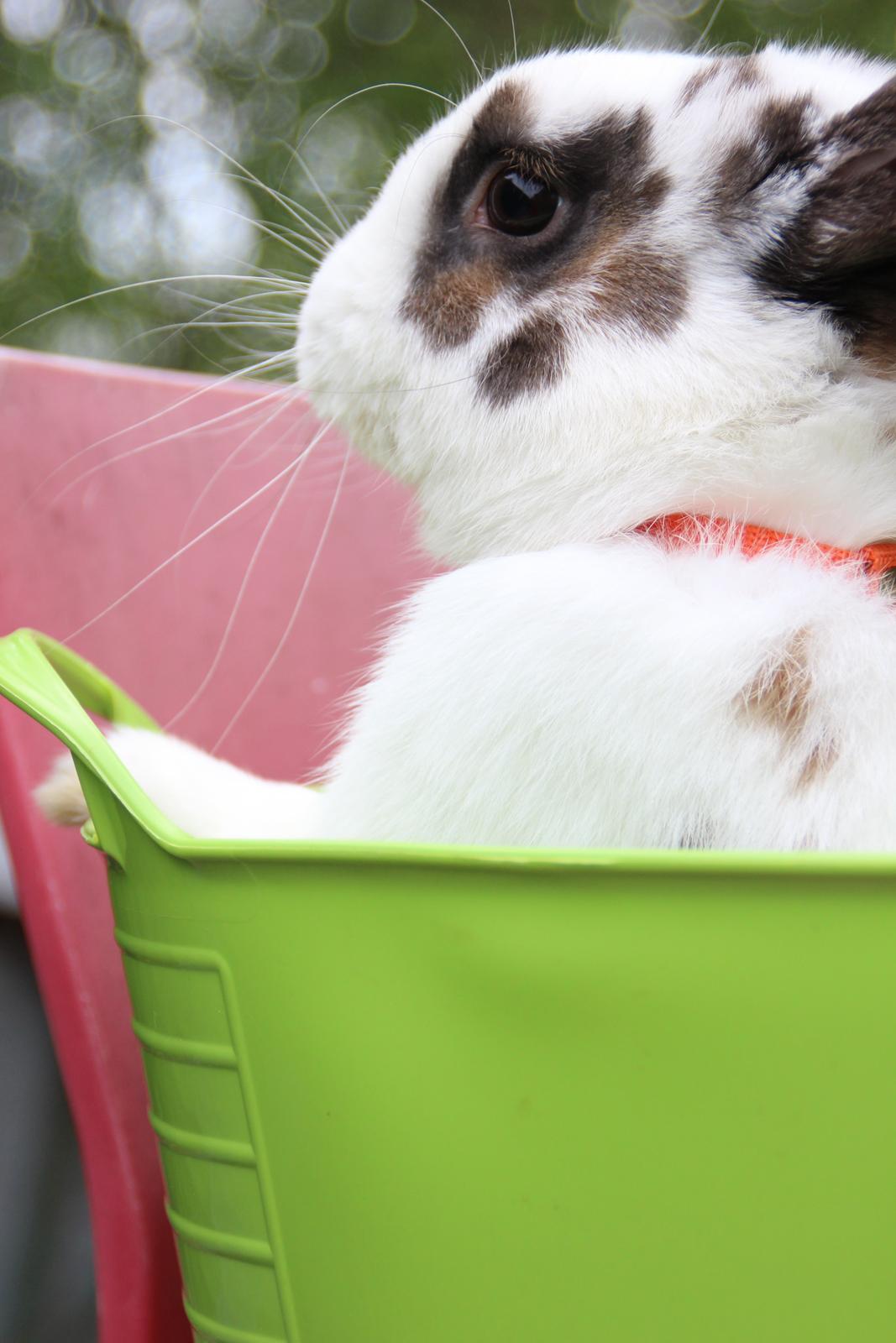 Kanin UniKins Arabica Sarchimor billede 7