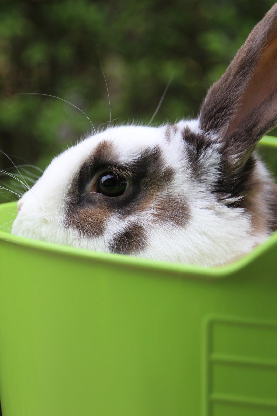 Kanin UniKins Arabica Sarchimor billede 8