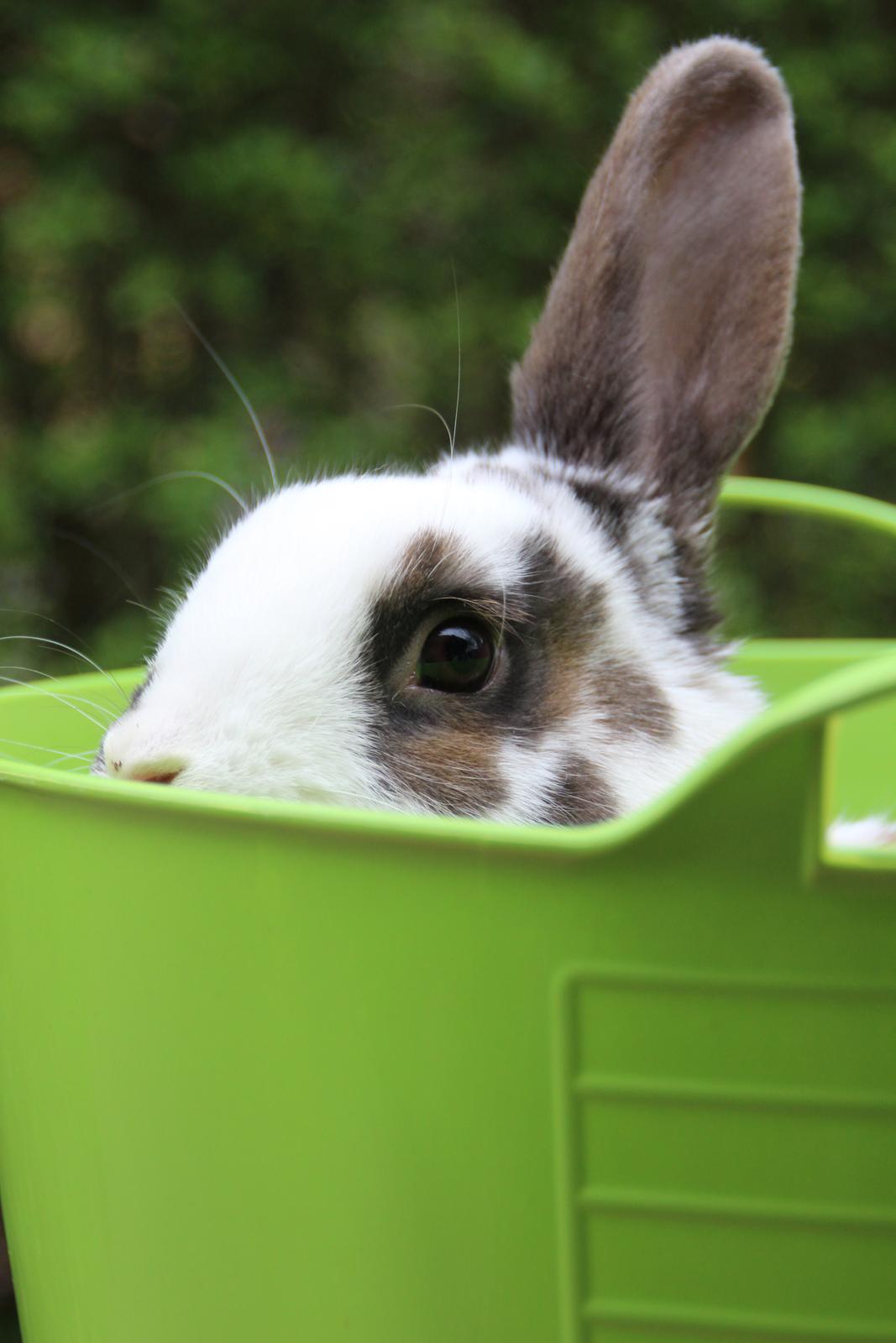 Kanin UniKins Arabica Sarchimor billede 10