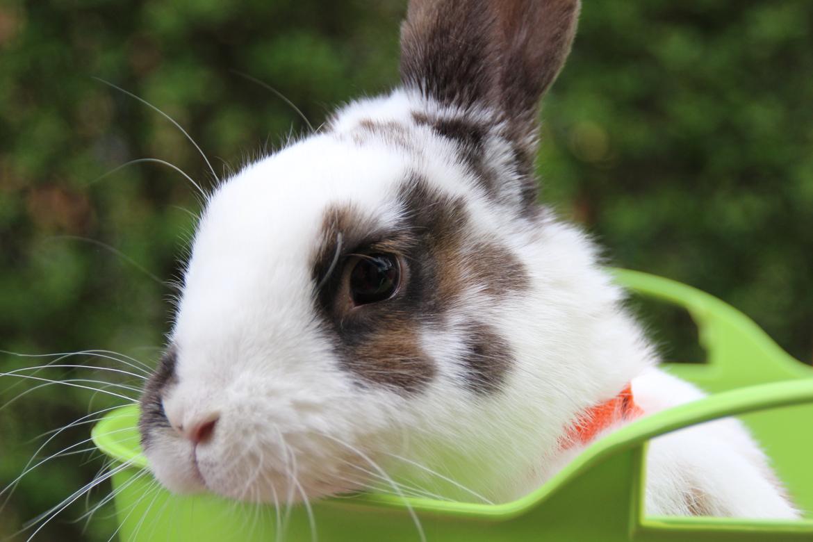 Kanin UniKins Arabica Sarchimor billede 4