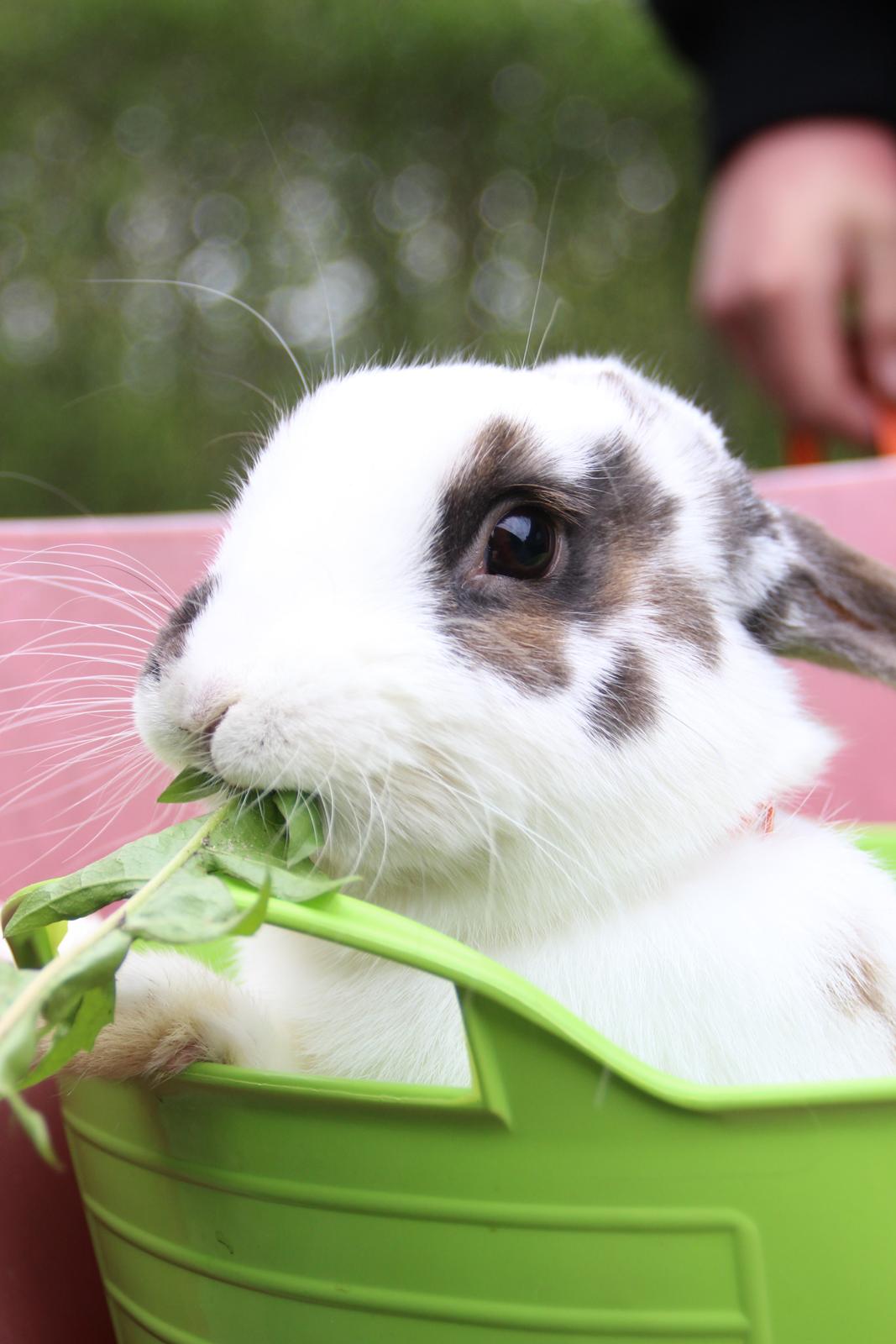 Kanin UniKins Arabica Sarchimor billede 11