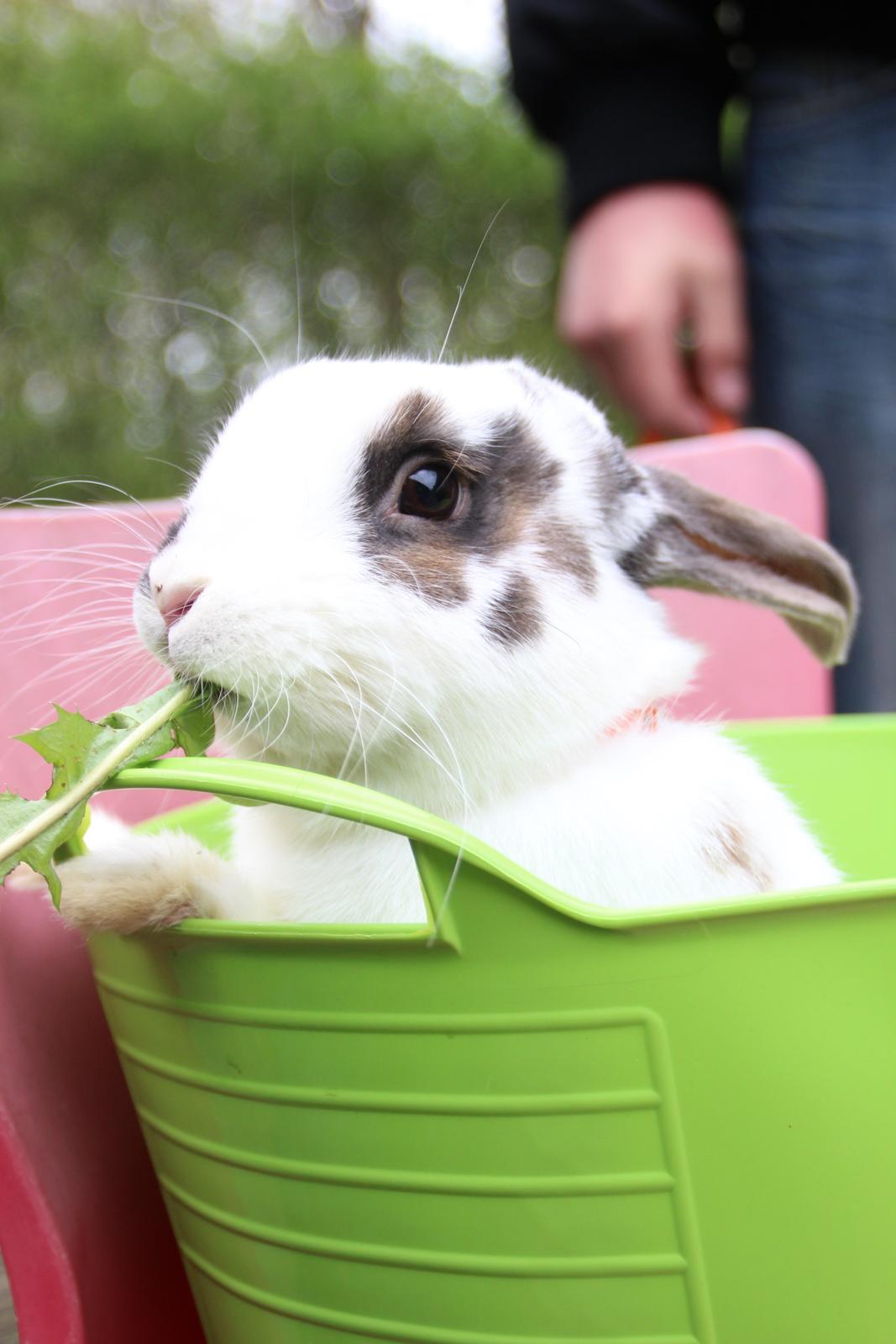 Kanin UniKins Arabica Sarchimor billede 2