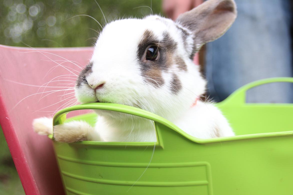 Kanin UniKins Arabica Sarchimor billede 12