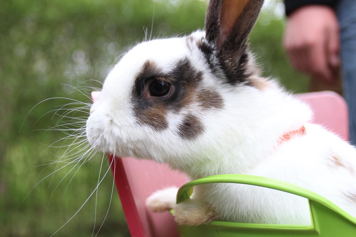 Kanin UniKins Arabica Sarchimor billede 13