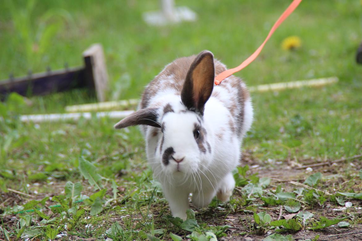 Kanin UniKins Arabica Sarchimor billede 14