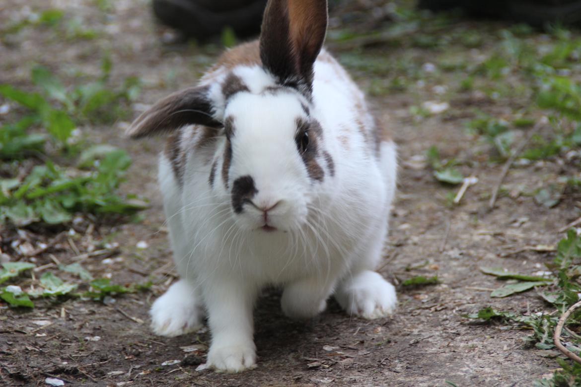 Kanin UniKins Arabica Sarchimor billede 15