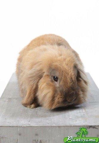 Kanin Jordbærgårdens Exotic Kaki billede 23