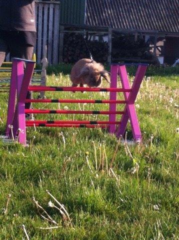 Kanin Jordbærgårdens Exotic Kaki billede 24