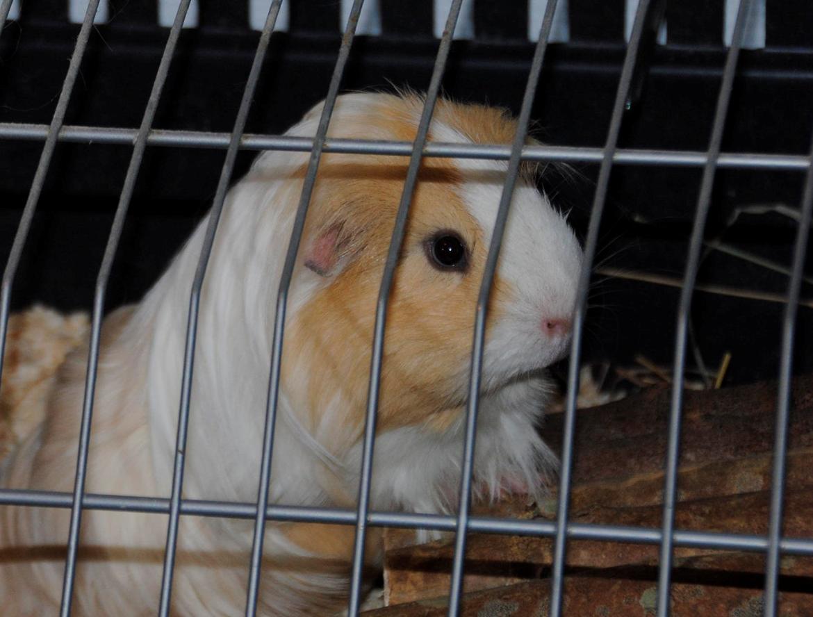 Marsvin Eskild billede 32