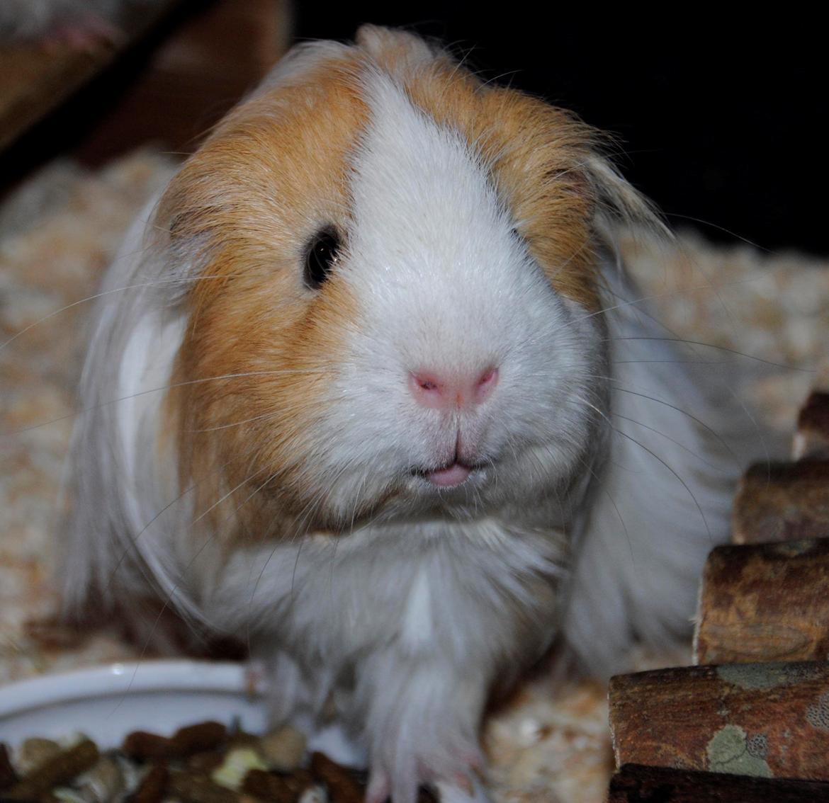 Marsvin Eskild billede 34