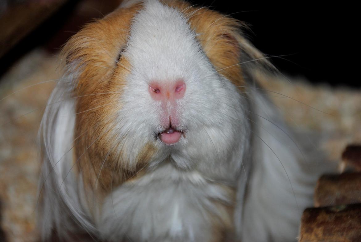 Marsvin Eskild billede 35